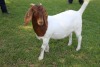 1X STUD BOER GOAT DOE HORISON BOERBOKSTOET - 2