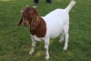 1X STUD BOER GOAT DOE HORISON BOERBOKSTOET - 3