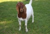 1X STUD BOER GOAT DOE HORISON BOERBOKSTOET - 4