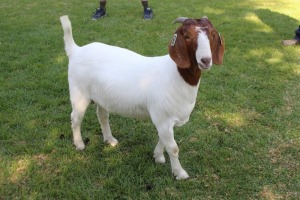 1X FLOCK BOER GOAT DOE HORISON BOERBOKSTOET