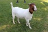 1X FLOCK BOER GOAT DOE HORISON BOERBOKSTOET - 2