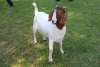 1X FLOCK BOER GOAT DOE HORISON BOERBOKSTOET - 3