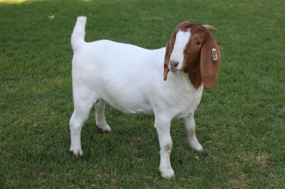 1X STUD BOER GOAT DOE HORISON BOERBOKSTOET