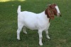 1X STUD BOER GOAT DOE HORISON BOERBOKSTOET - 2