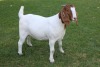 1X STUD BOER GOAT DOE HORISON BOERBOKSTOET - 3