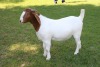 1X STUD BOER GOAT DOE HORISON BOERBOKSTOET - 4