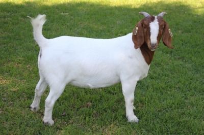 1X FLOCK BOER GOAT DOE HORISON BOERBOKSTOET