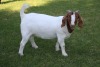 1X FLOCK BOER GOAT DOE HORISON BOERBOKSTOET - 2