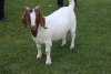 1X FLOCK BOER GOAT DOE HORISON BOERBOKSTOET - 3