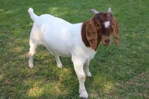 1X FLOCK BOER GOAT DOE HORISON BOERBOKSTOET