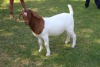 1X FLOCK BOER GOAT DOE HORISON BOERBOKSTOET