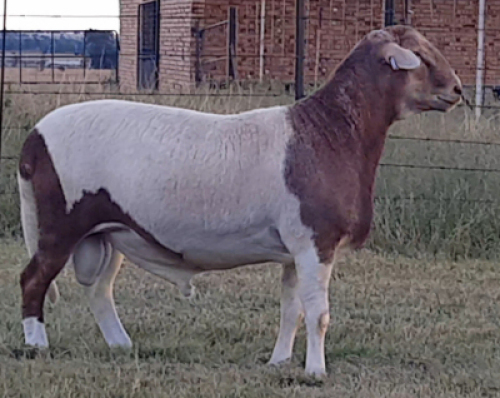 1X RAM B3 Genetics - Charles Freeme - 074 207 0007