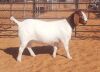 1X FLOCK BOER GOAT DOE WITSAND BOERBOKSTOET