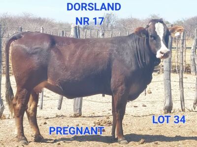 1 x BRA X SIM X BRUN HEIFER NR 17 AOCO DORSLAND FARM