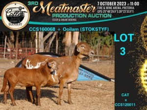 1+1X MEATMASTER OOI/EWE Collen Boerdery