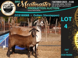 1+1X MEATMASTER OOI/EWE Breeders Choice Collen Boerdery