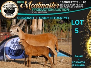 1+1X MEATMASTER OOI/EWE Collen Boerdery