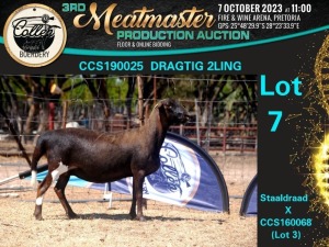 1X MEATMASTER OOI/EWE Collen Boerdery