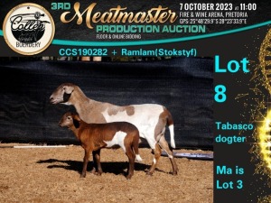 1+1X MEATMASTER OOI/EWE Collen Boerdery