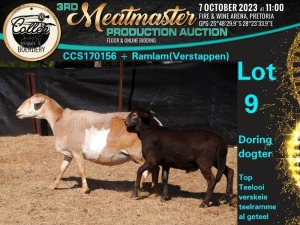 1+1X MEATMASTER OOI/EWE COMMERCIAL Collen Boerdery