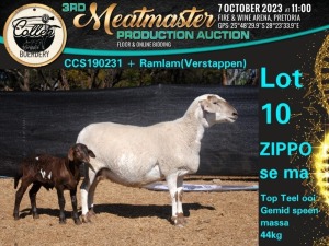 1+1X MEATMASTER OOI/EWE Collen Boerdery