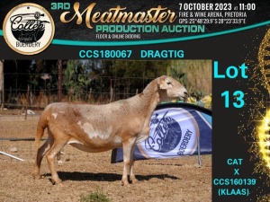 1X MEATMASTER OOI/EWE Collen Boerdery