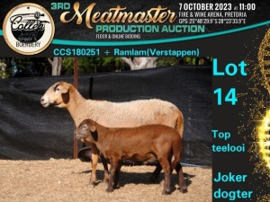 1+1X MEATMASTER OOI/EWE Collen Boerdery