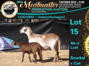 1+1X MEATMASTER OOI/EWE Collen Boerdery