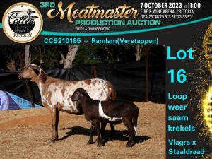 1+1X MEATMASTER OOI/EWE Collen Boerdery