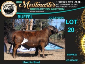 1X MEATMASTER RAM BUFFEL Collen Boerdery