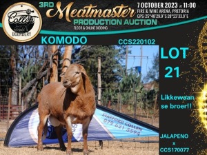 1X MEATMASTER RAM KOMODO Collen Boerdery