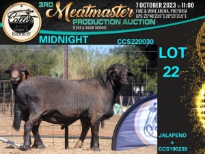 1X MEATMASTER RAM MIDNIGHT Collen Boerdery