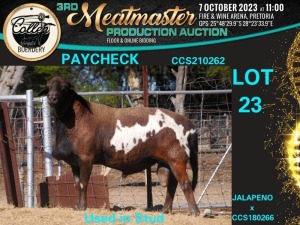 1X MEATMASTER RAM PAYCHECK Collen Boerdery