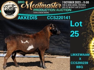 1X MEATMASTER RAM AKKEDIS Collen Boerdery