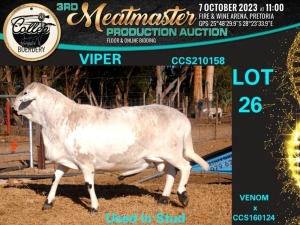 1X MEATMASTER RAM (ON FARM) VIPER Collen Boerdery