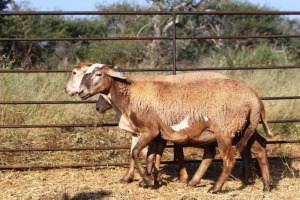 1X OOI/EWE Thaba Meatmasters - Chris Barkhuizen - 076 8506726 (Highest Bidder may choose A, B or C of Lot round or take all - Pay per piece. Choice once per Lot round, Rest to take all)