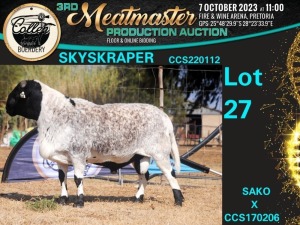 1X MEATMASTER RAM SKYSKRAPER Collen Boerdery