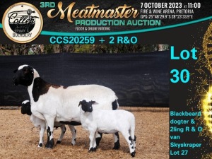 1+2X MEATMASTER OOI/EWE Collen Boerdery