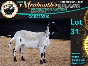 1X MEATMASTER OOI/EWE Collen Boerdery