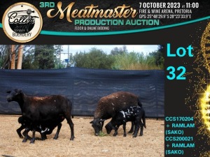 2+2X MEATMASTER OOI/EWE Collen Boerdery (Pay per animal)