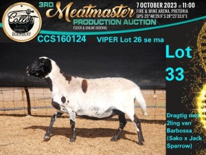 1X MEATMASTER OOI/EWE Collen Boerdery