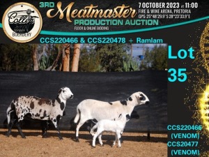 1+1X MEATMASTER OOI/EWE Collen Boerdery