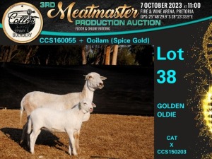 1+1X MEATMASTER OOI/EWE Collen Boerdery