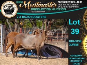 2X MEATMASTER OOI/EWE Collen Boerdery (Pay per animal)