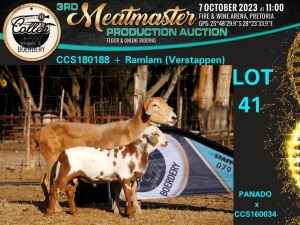 1+1X MEATMASTER OOI/EWE Collen Boerdery