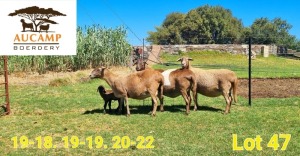 3X MEATMASTER OOI/EWE Aucamp Boerdery (Pay per animal)