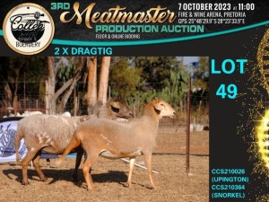 2X MEATMASTER OOI/EWE Collen Boerdery (Pay per animal)