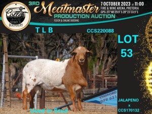 1X MEATMASTER RAM T L B Collen Boerdery