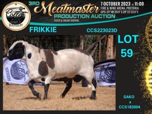 WITHDRAWN - 1X MEATMASTER RAM FRIKKIE Collen Boerdery