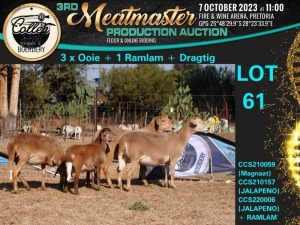 1X MEATMASTER OOI/EWE Collen Boerdery